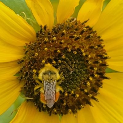 sunflowerzinnia's profile picture. 