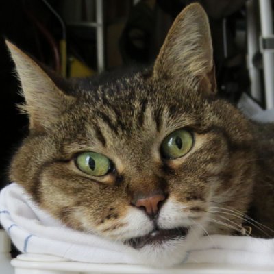 pizzicatoleo's profile picture. ご近所の飼い猫くんが、よく遊びにきます
