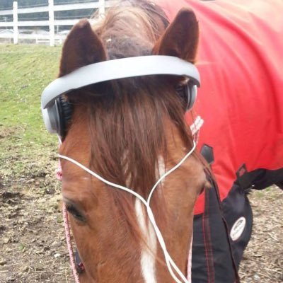 imyerneighbor's profile picture. Hallo!!! I love horsies!! she/they|| eager to learn more about horses!|| 私の日本語がへたです！ごめんなさい！（ ; ; ）(I’ve been studying for 2 years!! I’ll do my best!!)