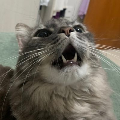 dondongui's profile picture. eu gosto muito de gatos e kpop