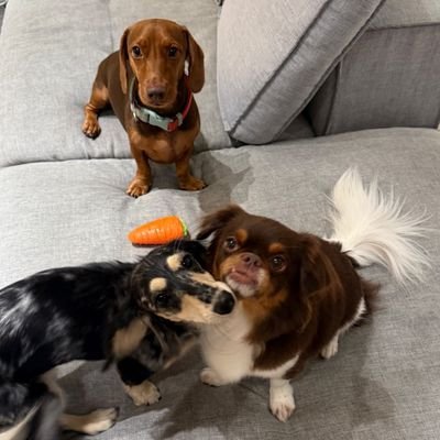 gdbefvjfdjhrfm's profile picture. Support - Marina Balenciaga (IG marinaemmb🦖), (IG churropabloolive 🦥🌭🫒) ,(IG mikamiathetwins👦👧) and special people.👭-👩‍❤️‍💋‍👨 *my little happiness.🐶*