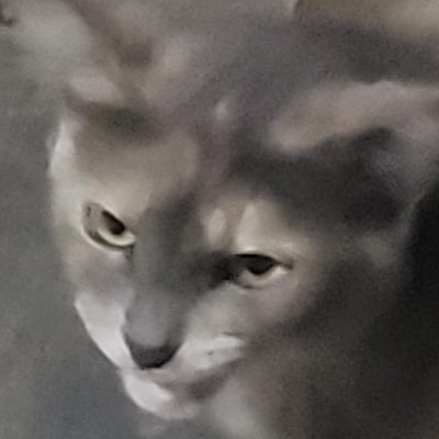 erikabarceloss's profile picture. 