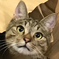 anili77777's profile picture. 投資歴10年長期投資家。インデックス投資、コモディティ投資、アンティークコイン、パチスロ期待値稼働 楽天経済圏→固定費極限最小化、タバコ、車、酒、断捨離。猫好き🐈️バスケ⛹️ジャンプトレ、骨盤ストレッチ