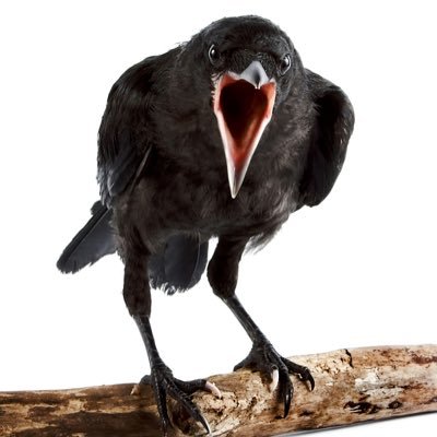 stupidyamsguy's profile picture. *dies but not yet*