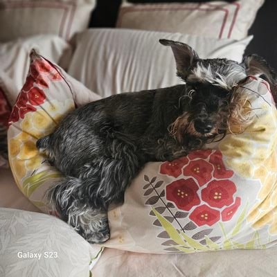 I'm a Miniature Schnauzer in Fort Mcmurray, Alberta, with my rescue sister Lucy. Taking over for Maggie the Wheaten. Jan 12, 2012 - Nov 20, 2022 🌈