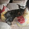 WheatenMaggie's profile picture. I'm a Miniature Schnauzer in Fort Mcmurray, Alberta, with my rescue sister Lucy. Taking over for Maggie the Wheaten. Jan 12, 2012 - Nov 20, 2022 🌈