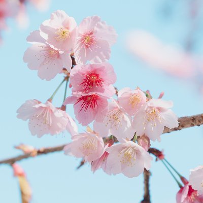 aiwallpaper77's profile picture. 美しい
かわいい
物の哀れ
🇯🇵🌏📷
4K wallpapers for Desktop, Android, iOS
Landscapes, Art, Idols, Movie Stars, College Girls