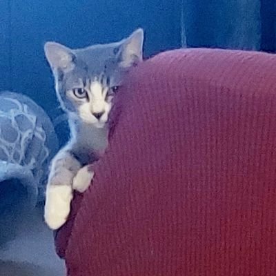 I'm Cody. Lu @lufflylu is my sister and Finn is my brother.
Wanna be my friend? I'm learning the ropes and love Downton Abbey and dragons.