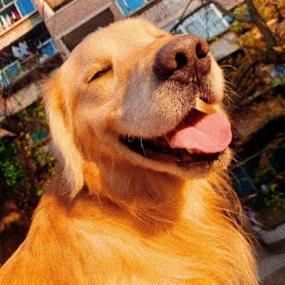 YILIN615317's profile picture. God's crypto.