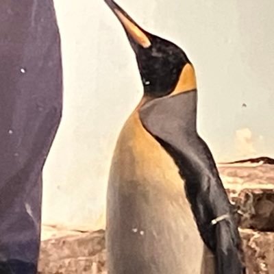 OwashiMargarine's profile picture. アニメ、ゲーム、特撮（主に戦隊、仮面ライダーシリーズ）生き物好き。皆さん、よろしくお願いします！ ※エロ垢🔞、アンチ、インプレゾンビ又がフォローした場合は直ちにブロックします。 #シマエナガと行く旅行