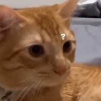 세곰이 (@_imfinalho) 's Twitter Profile