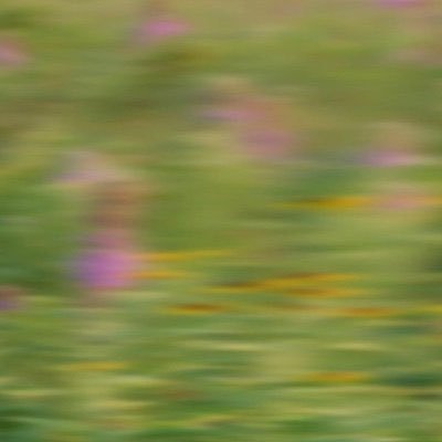 vutyc's profile picture. unusual in form and sinister in habit