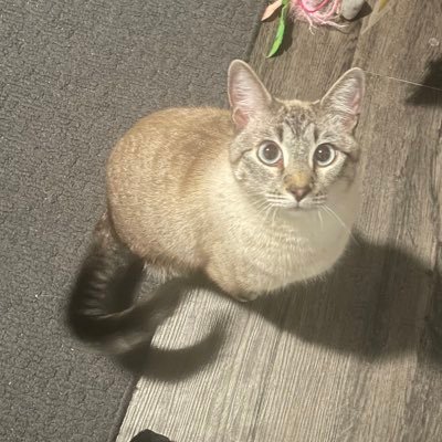 backupsounds's profile picture. Trans goblin living in your walls