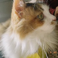 ろる (@subrollll) 's Twitter Profile