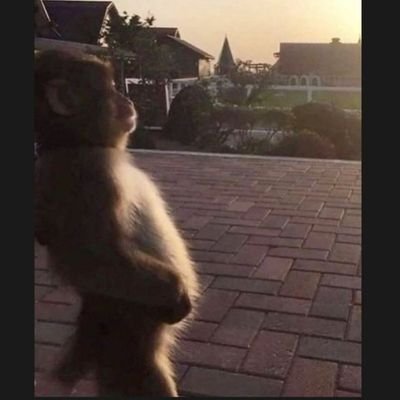 Medmonke4's profile picture. Med monkey