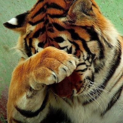 mrpussy0's profile picture. Mergulhe na loucura e renasça...