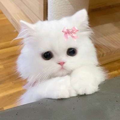 ansg25_'s profile picture. #조우안신 🐱💕