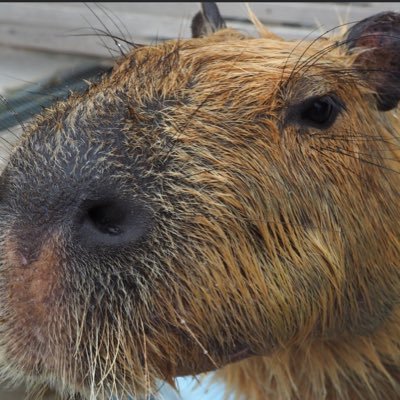 sorayamahana's profile picture. 