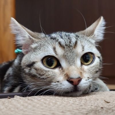6/17から迎えた我が家のアメショー『マロン』をひたすら推すためだけのアカウント🐾
忙しい毎日に猫エネチャージ‼️😻
#猫 #猫好き #アメショー #猫のいる生活 #猫好きさんと繋がりたい