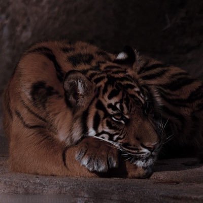 KetaminePaws's profile picture. ୨ৎ ⋆.˚﹕ It/Any .ᐟ ༘⋆ System , 18 !! Minors DNI !! 𖦹ׂ