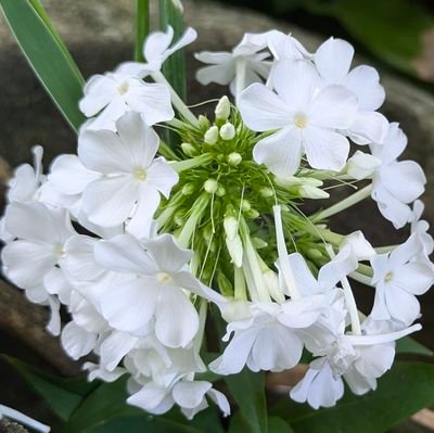 Hasi_119's profile picture. 高3/物化/自称進/