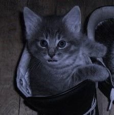 n0vacc1ne's profile picture. 