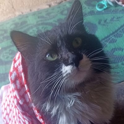 A young Palestinian man living under the genocide in Gaza is trying to help his family and his cat, Sugar.🇵🇸🍉😻