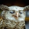 CoolskyG's profile picture. An owl that is a butler