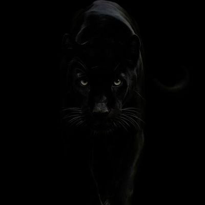 Veronic22475759's profile picture. Cancer