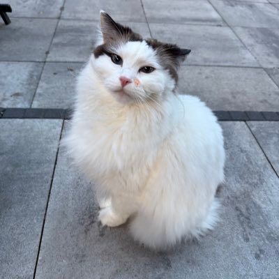 Purringbabypaws's profile picture. 