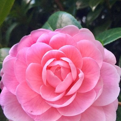 RiRi_369's profile picture. 遥か昔に成人済📝｜🐉：峯大(左右固定)
無言フォロー失礼します🙇