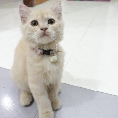 KarinaPurb's profile picture. cat