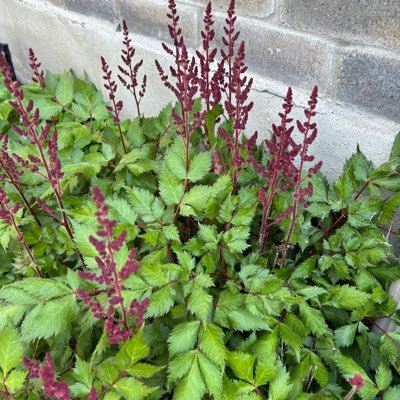 FST_iOS_dev's profile picture. 