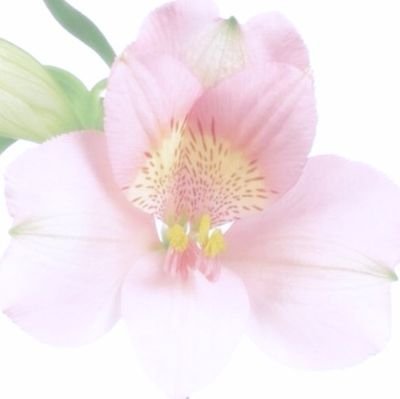 ilureath's profile picture. — #우하오 & #김지용's waiting room 🏡 multistan, mostly ivekiiidid | read rentry byf! 🪽