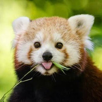 عالم الحيوان مليء بالعجائب والتنوع ولاجل ذلك أحب هذا العالم 🗺️ #Animals