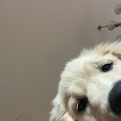 CChang49090's profile picture. 