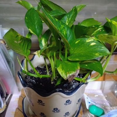 9Ludu7wBMV27612's profile picture. 40歳/愛知県在中
趣味　音楽🎸jpop、クラッシック、ジャズ
旅行、漫画、読書、車