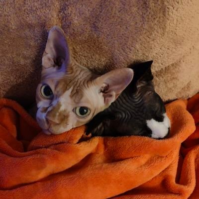 esther_ciurana's profile picture. Catalana, independentista de tota la vida.
Animalista, els animals són més nobles que les persones.
Fa anys que no parlo ni escric en castellà.