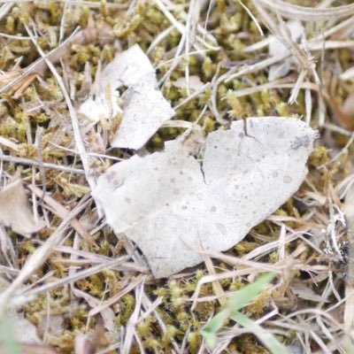 185sk177ac's profile picture. 20↑ 閲覧用