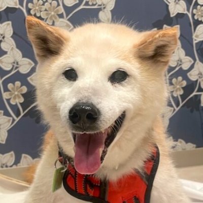 Hana-chan will join Neiro and Cocoro to be the next dog of @kabosumama
https://t.co/FOcAR3KTS7