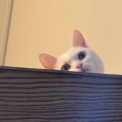 junhyuck0's profile picture. 준혁이는 영국 런던에서 새 삶을 사는 중/ 유기묘 해봉이 가족 찾는 중