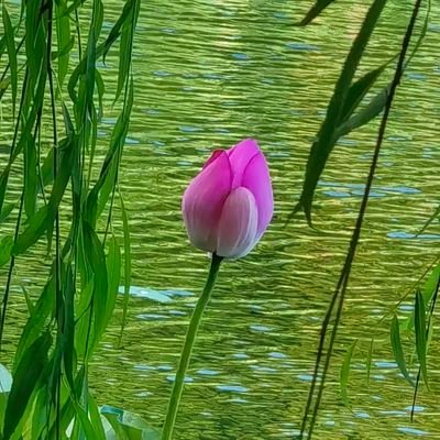 YanjunSun71124's profile picture. 