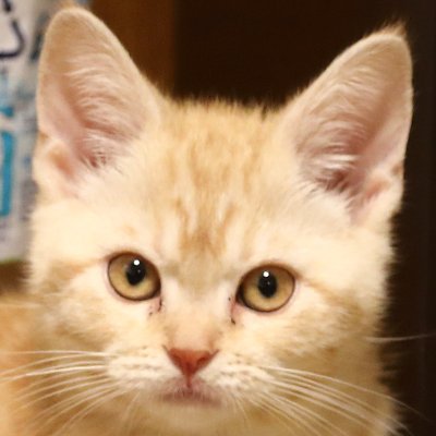 yomogikamotsu's profile picture. RailSimPI作ってます　他の3Dシミュレーションへの転用は許可しておりません