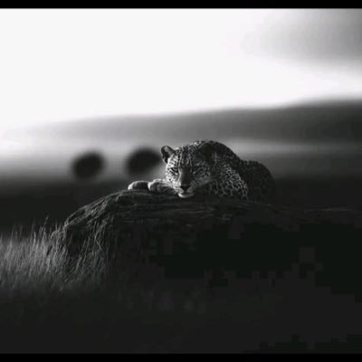 nayfalshareef's profile picture. private account