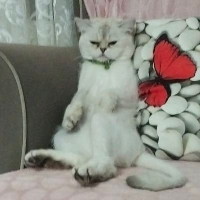 emrah_koc54557's profile picture. acemi bir halt bilmez 😀