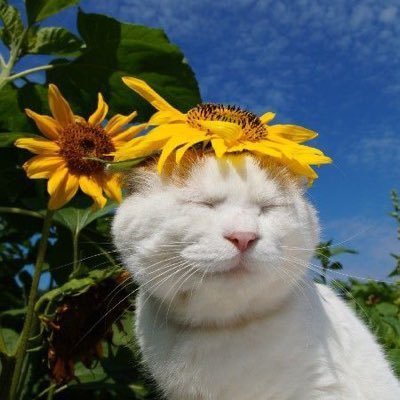 oludevon's profile picture. 