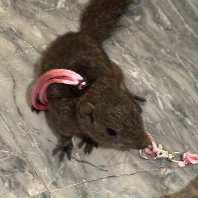 Ki08421250Ki's profile picture. 爬虫類好きです、主にミズガメ。適当に撮ったの載せます。趣味で20年近く色んな動物飼ってきまして、今も色々飼ってます。 カメに関しては気軽にDM下さい。備忘録用にも使います。