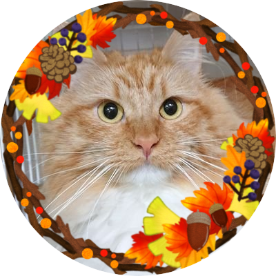🐾いぬまんま🐾さんのプロフィール画像