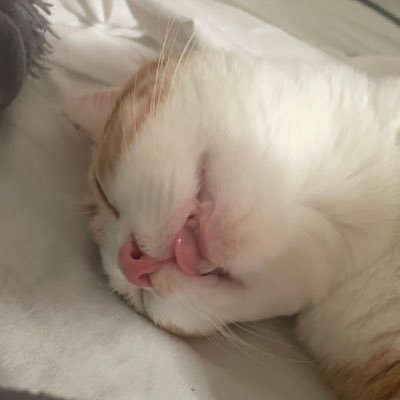 Ligtayn's profile picture. I live in Switzerland, I am French and I am 21years old. I like History and @PdxInteractive ’s games, among others.