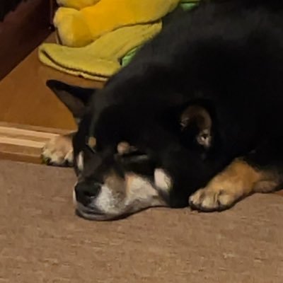 Webエンジニア目指して就活中。2027年卒業予定。 https://t.co/QbVJLwkIX8 でインターン中。犬の名前は武蔵。